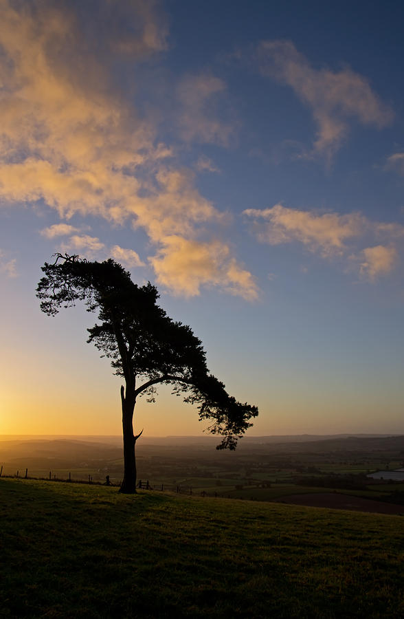 Lone tree on Raddon Top Photograph by Pete Hemington