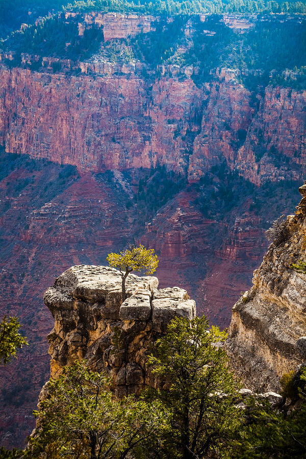 Lone Tree On Outcrop Grand Canyon Photograph