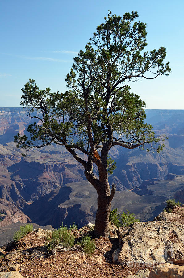 Lone Tree on the Edge of the Grand Canyon Vertical Photograph by Shawn OBrien