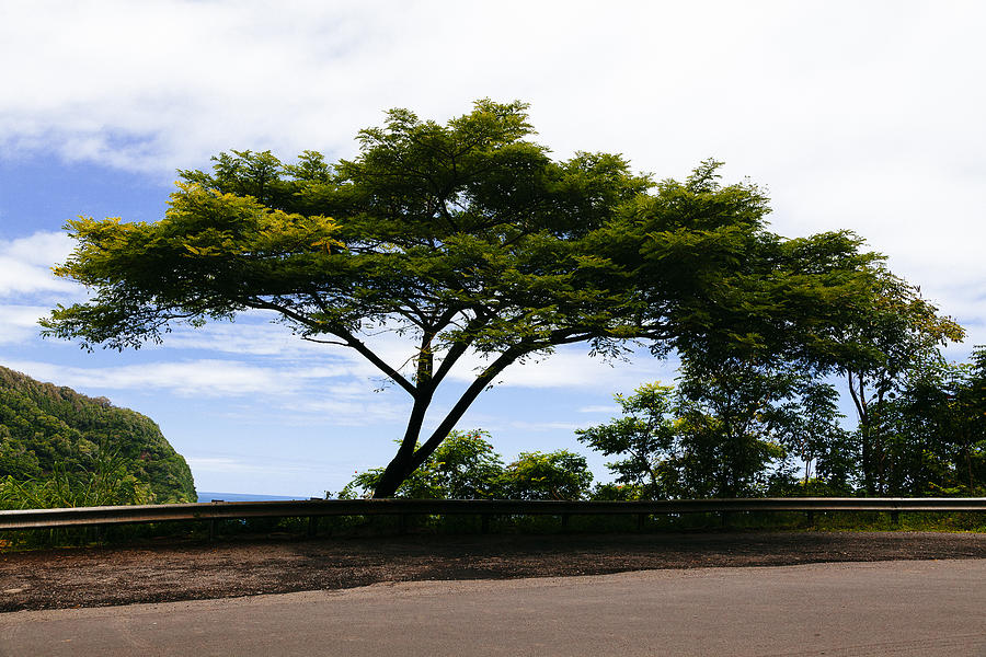 Lone Tree on the Road to Hana Photograph by Laura Tucker