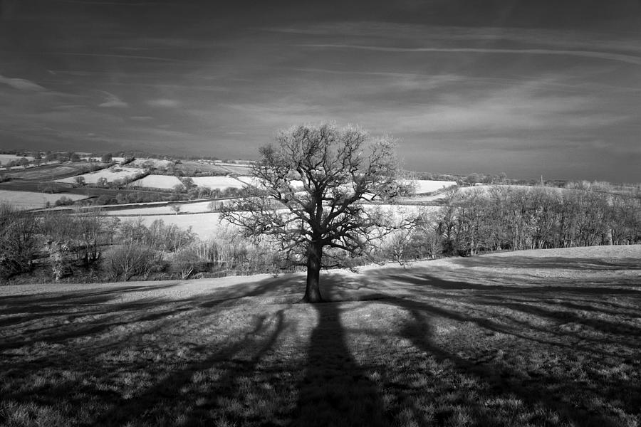 Lone Tree Over The East Somerset Railway Photograph