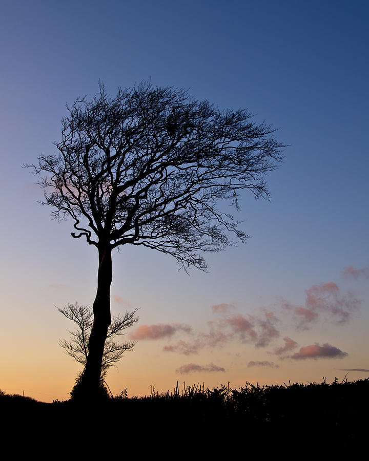 Lone Tree Photograph by Pete Hemington