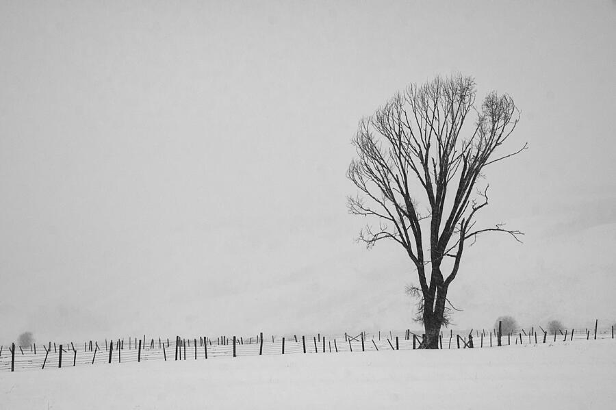 Lone Tree Photograph by Priscilla Burgers
