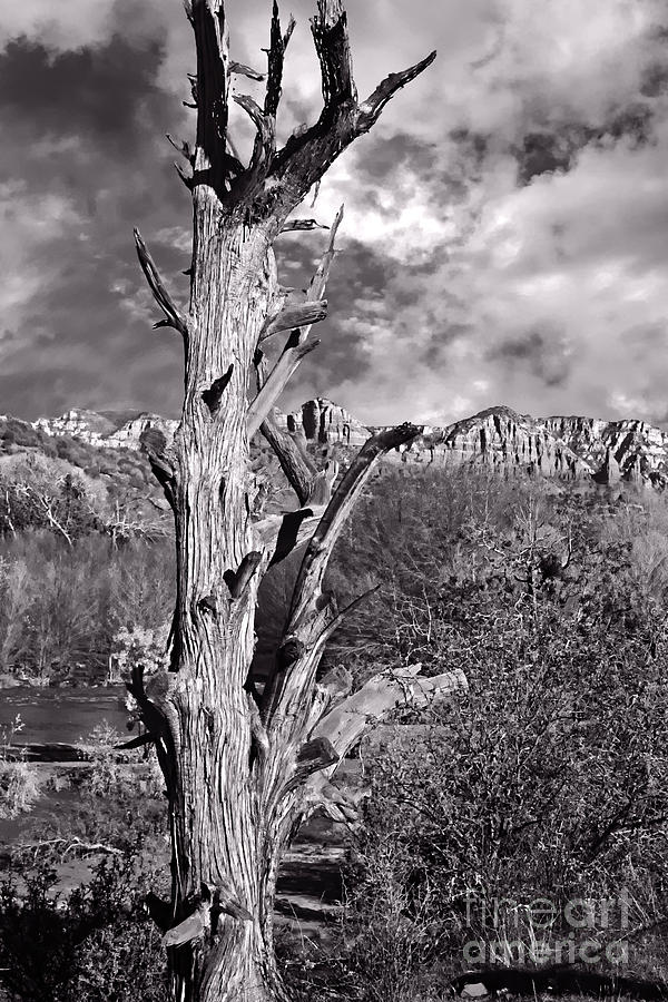 Lone Tree Photograph by Randy Jackson