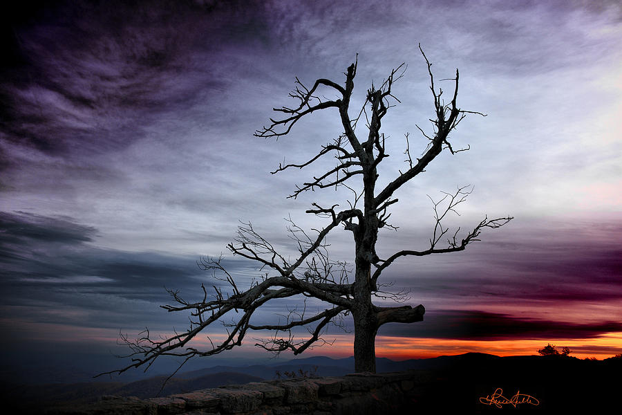 Sunset Photograph - Lone Tree by Renee Sullivan