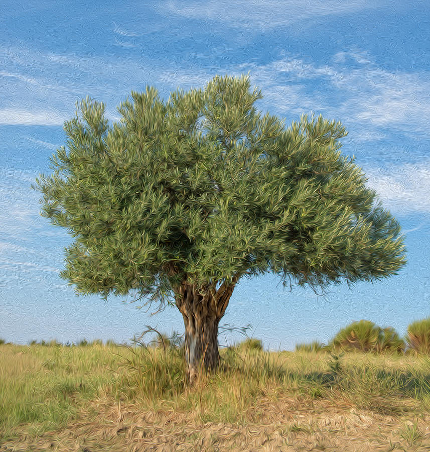 Lonely Olive Tree Digital Art by Roy Pedersen - Fine Art America