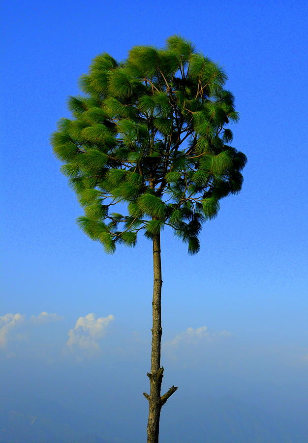 Lone Tree Photograph by Salman Ravish