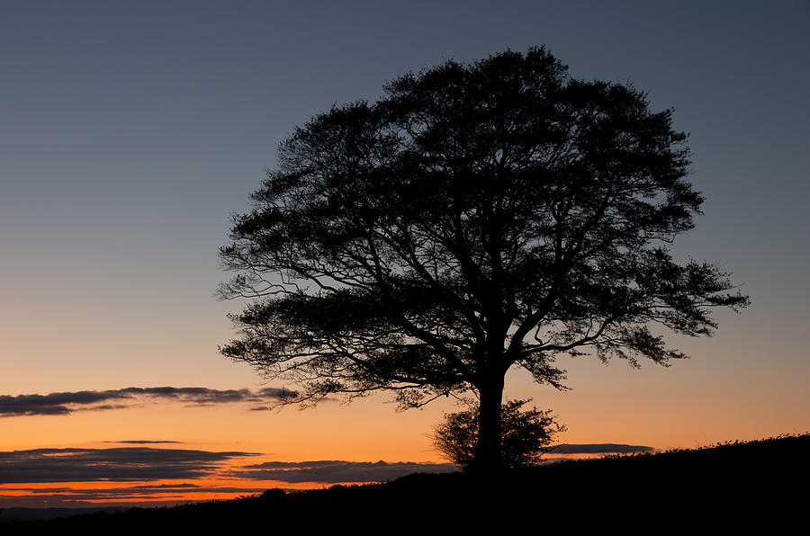 Lone tree silhouetted at Dusk Photograph by Pete Hemington