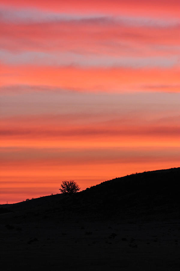 Lone Tree Sunrise 4-18-2014 Photograph