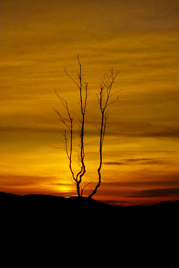 Sunset Photograph - Lone tree sunset by Derek Moffat