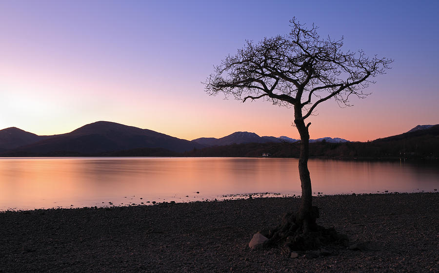 Lone tree Sunset Photograph by Grant Glendinning