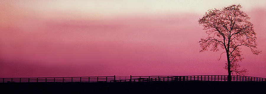 Lone Tree Sunset Photograph by JustJeffAz Photography