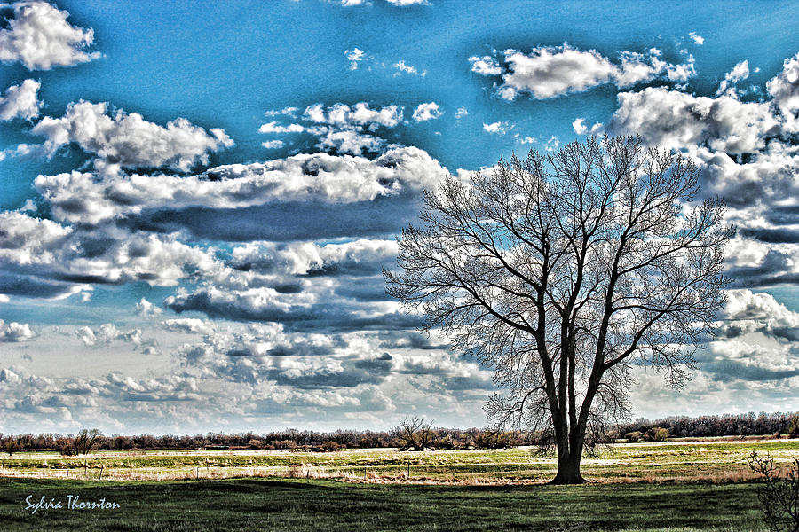 Lone Tree Photograph by Sylvia Thornton