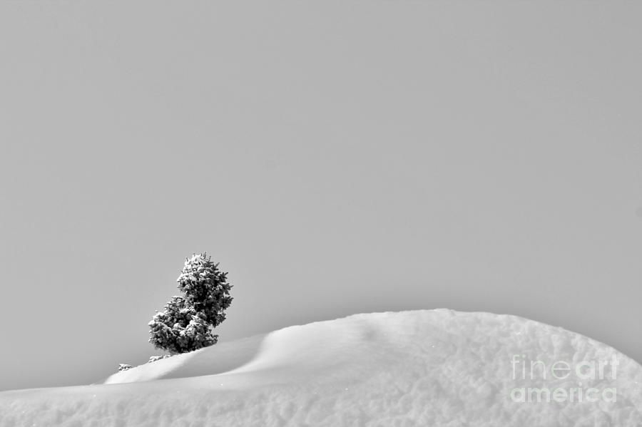 Lone Tree Upon the Snow Photograph by Nina Silver