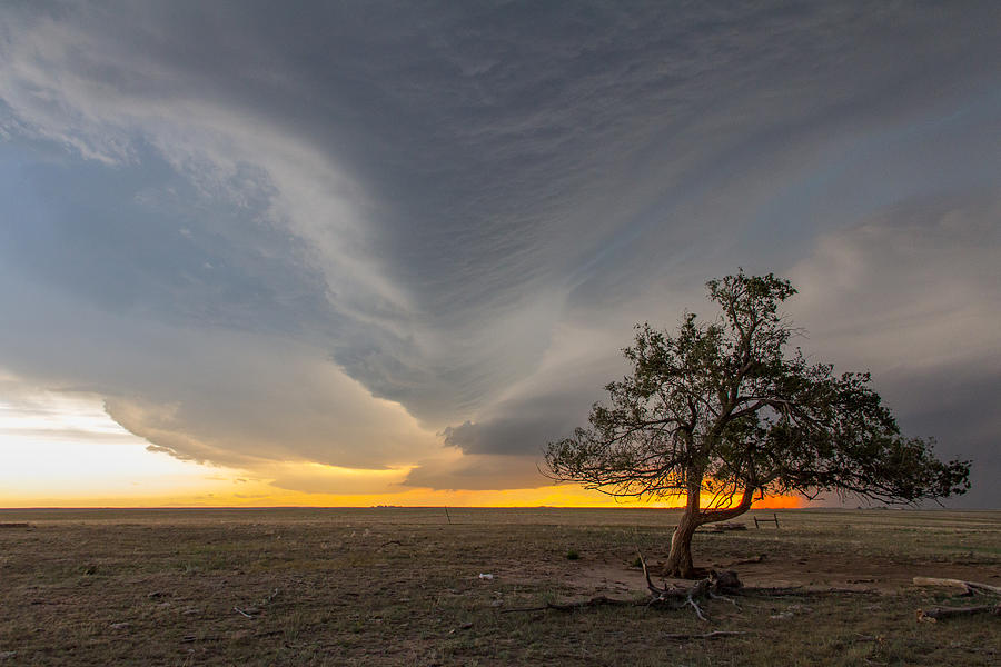 Lone Tree Weathers Tornadic Storm Photograph by Tony Hake
