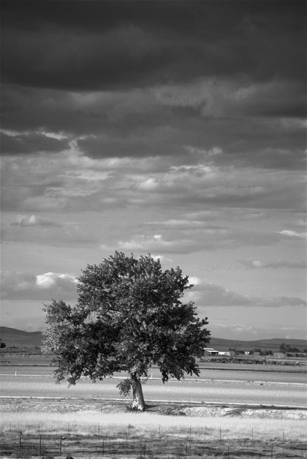 Lone Tree Wilder Idaho Photograph by Nathan Abbott