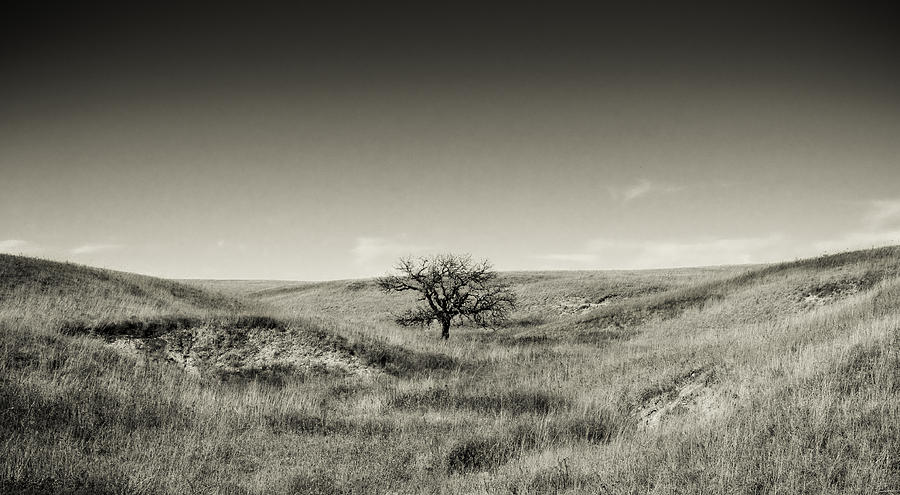 Black And White Photograph - Lone Tree Winter by Eric Benjamin