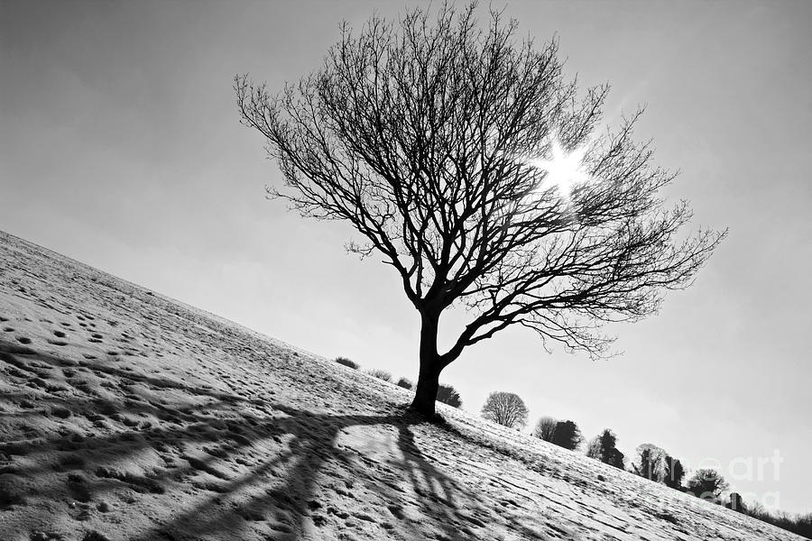 Lone tree winter UK Photograph by Julia Gavin