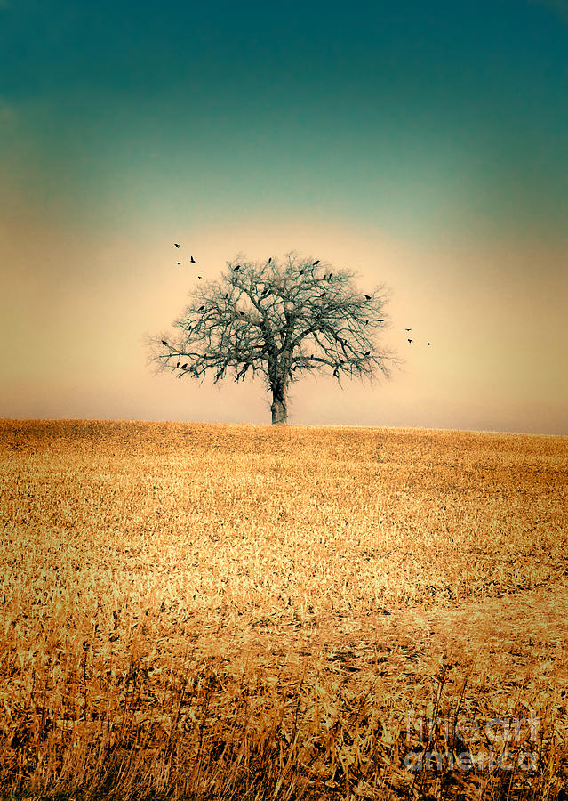 Lone Tree with Birds Photograph by Jill Battaglia