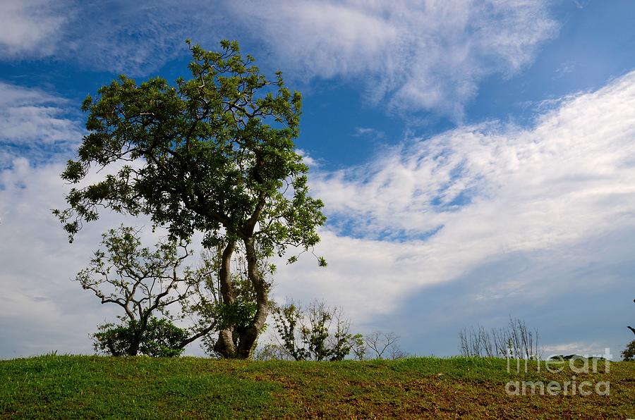 Lone tree with blue sky background Photograph by Imran Ahmed