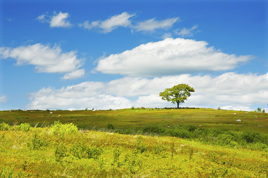 Lone Tree With Blue Sky In Blueberry Field Maine Photograph  Photograph by Keith Webber Jr