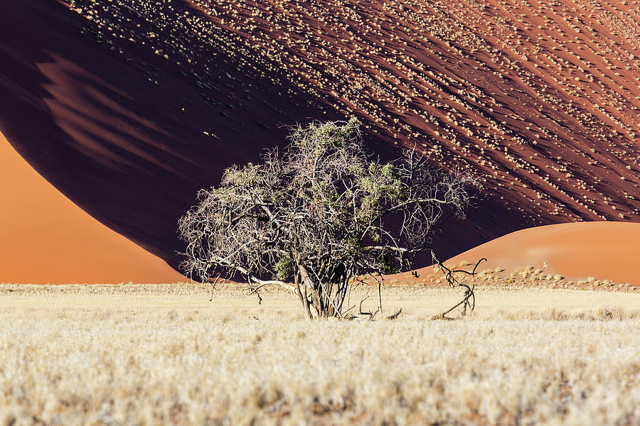 Lone Tree With Dune Background Photograph by Jeremy Woodhouse