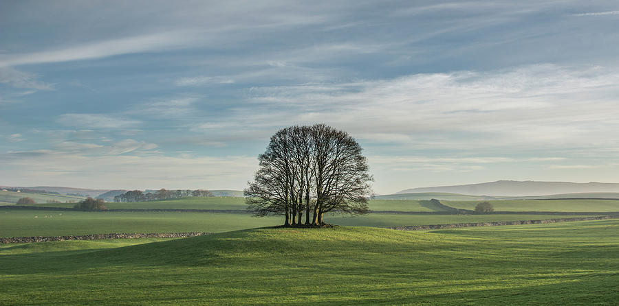 Lone Trees Photograph by Terry Roberts Photography