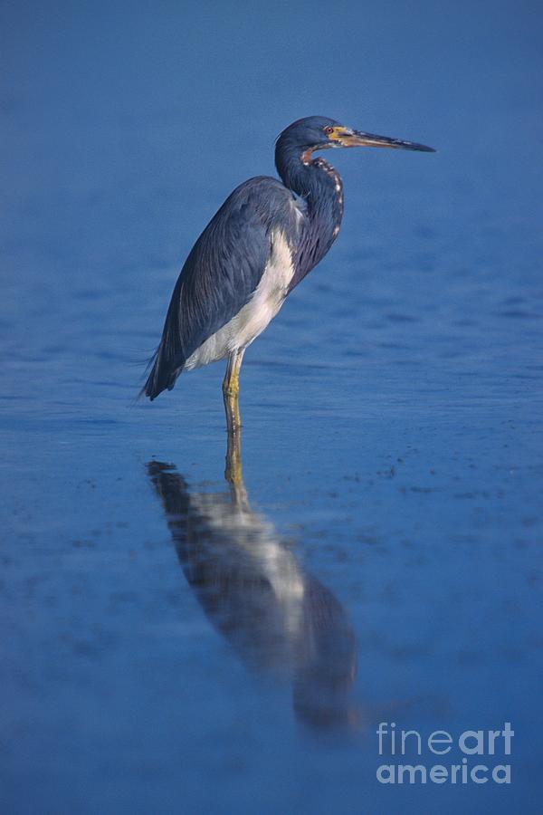 Lone tri-colored Heron Reflected in Water Photograph by John Harmon