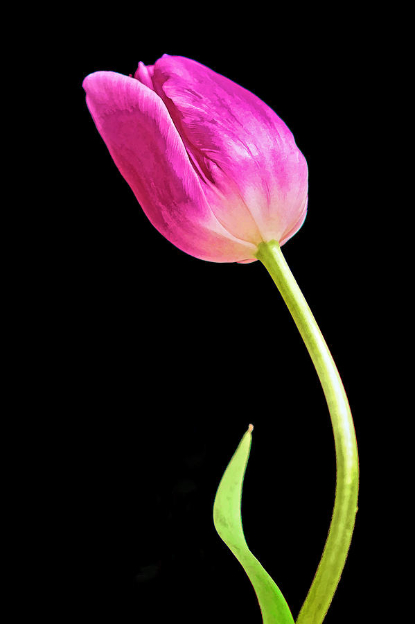 Lone Tulip Photograph by Jerry Gammon