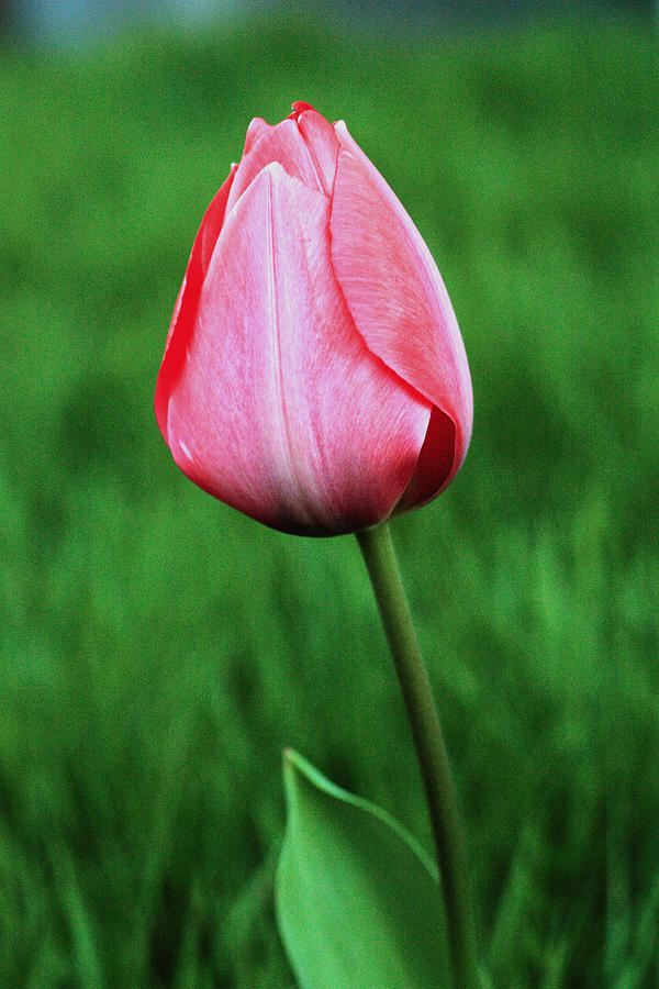 Lone Tulip Photograph by Teresa Herlinger