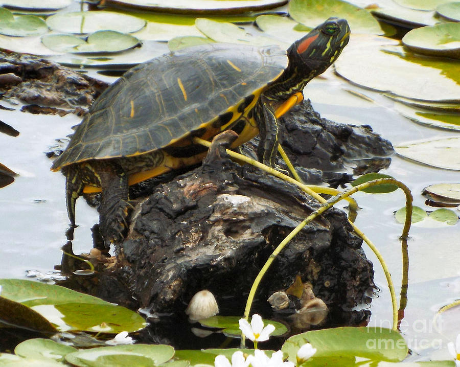Wildlife Photograph - Lone Turtle by Audrey Van Tassell