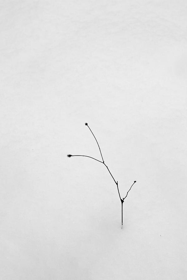Lone Twig in Snow Photograph by Mary Bedy