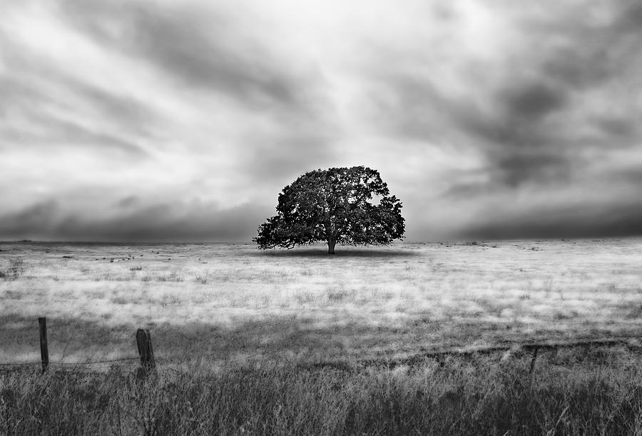 Lone Valley Oak horizontal Photograph by Abram House