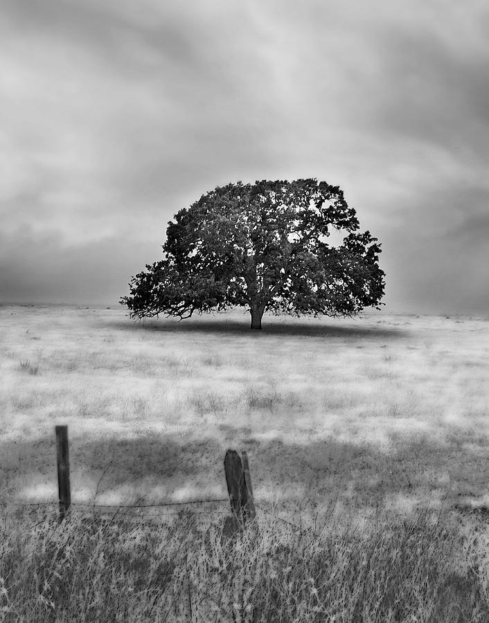 Lone Valley Oak vertical Photograph by Abram House