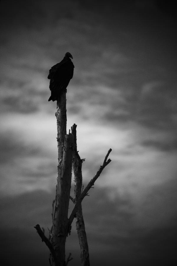 Lone Vulture Photograph
