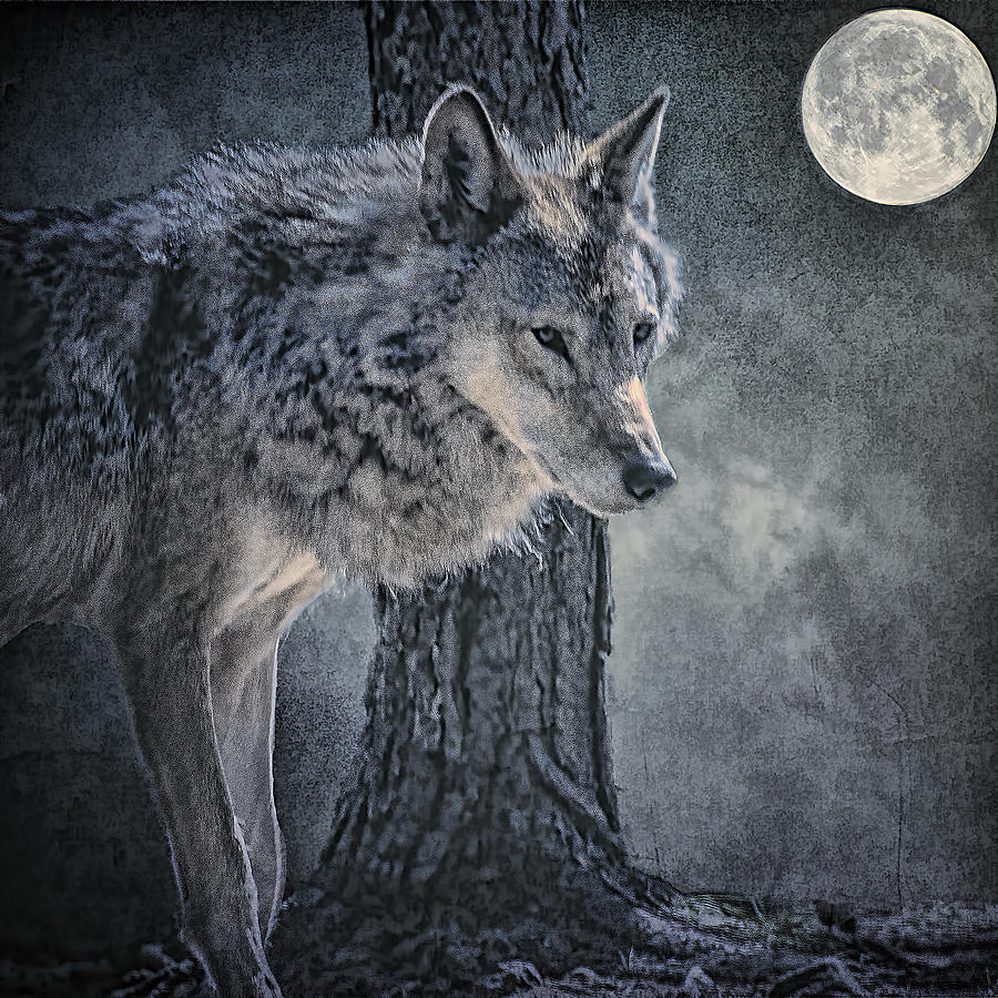 Wolves Photograph - Lone Wolf by Brian Tarr