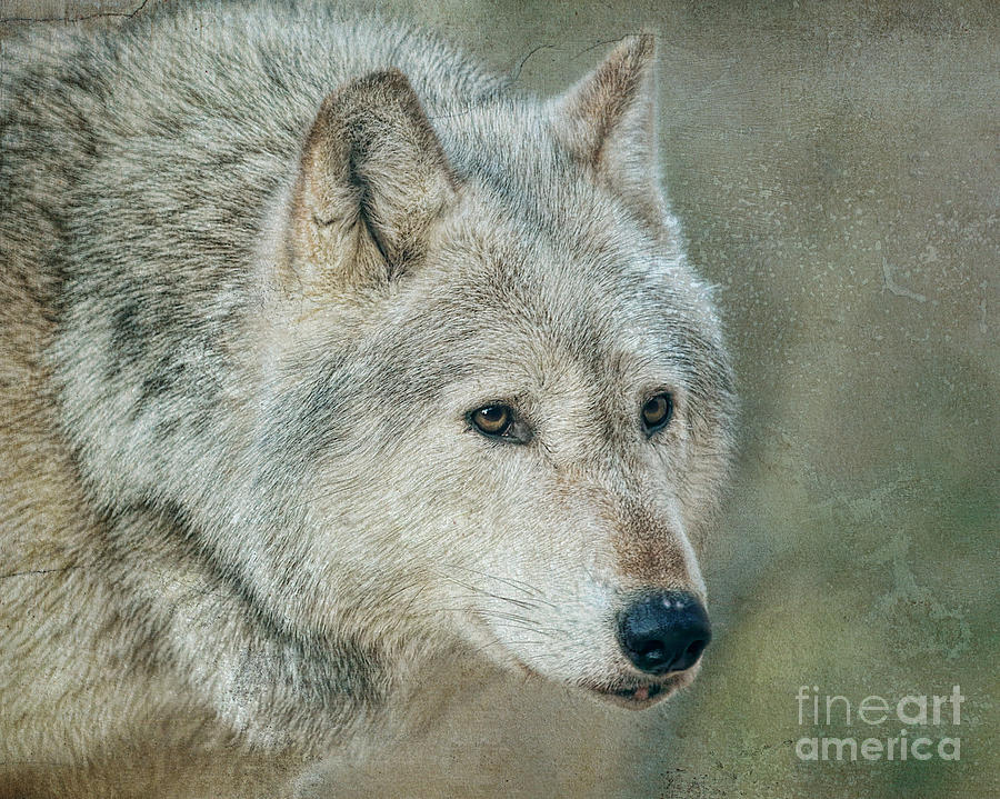 Wolves Photograph - Lone Wolf by Lisa Cockrell