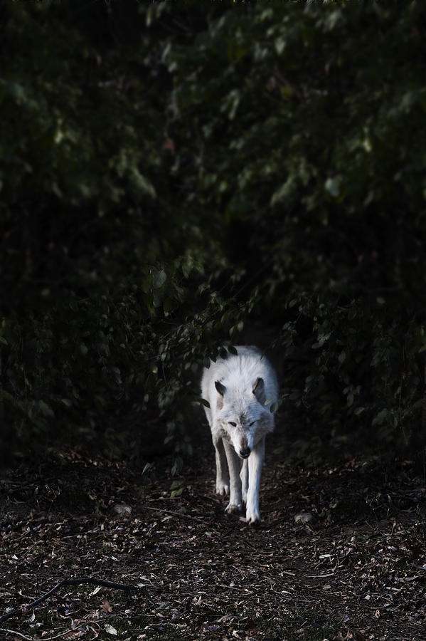 Lone Wolf Photograph by Margie Hurwich
