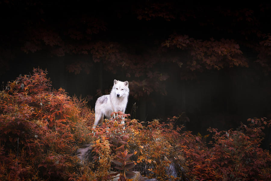 Lone Wolf Photograph by Thousand Word Images by Dustin Abbott