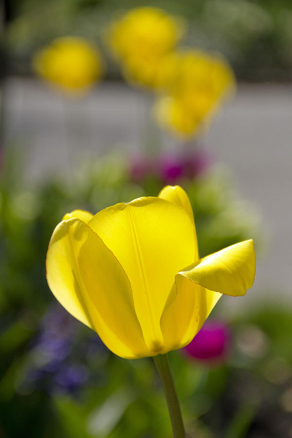 Spring Photograph - Lone Yellow Tulip II by Ashlee Meyer