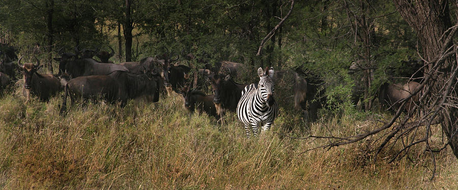 Zebra Photograph - Lone Zebra by Joseph G Holland