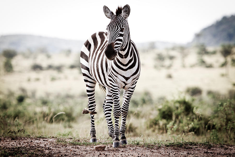 Lone Zebra Photograph by Mike Gaudaur