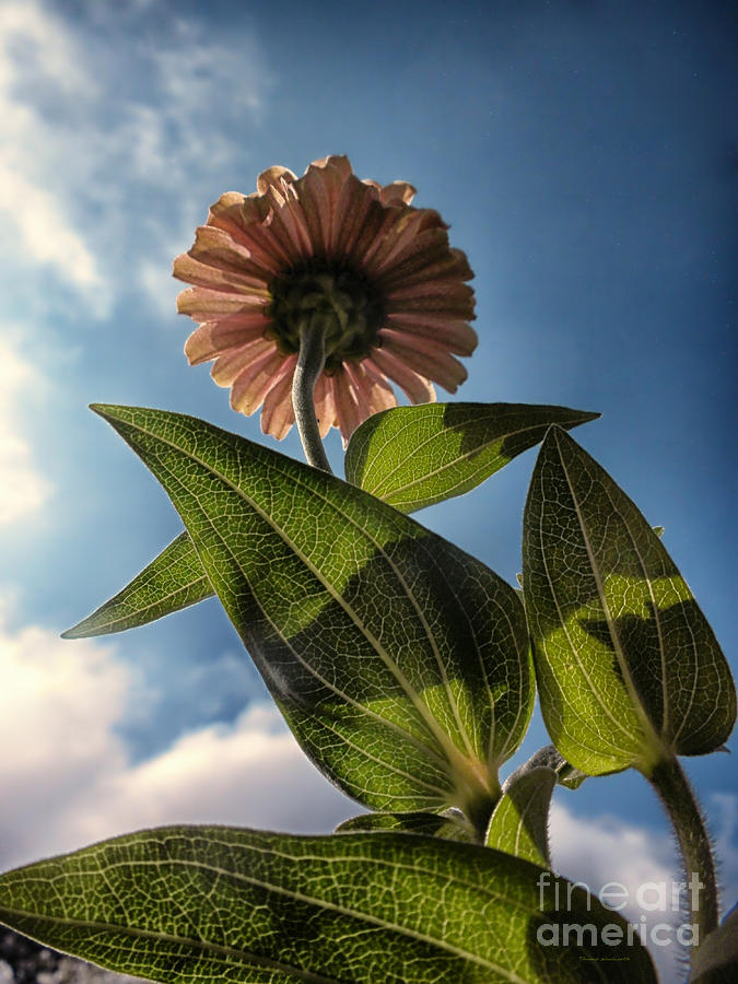 Flower Photograph - Lone Zinnia 01 by Thomas Woolworth