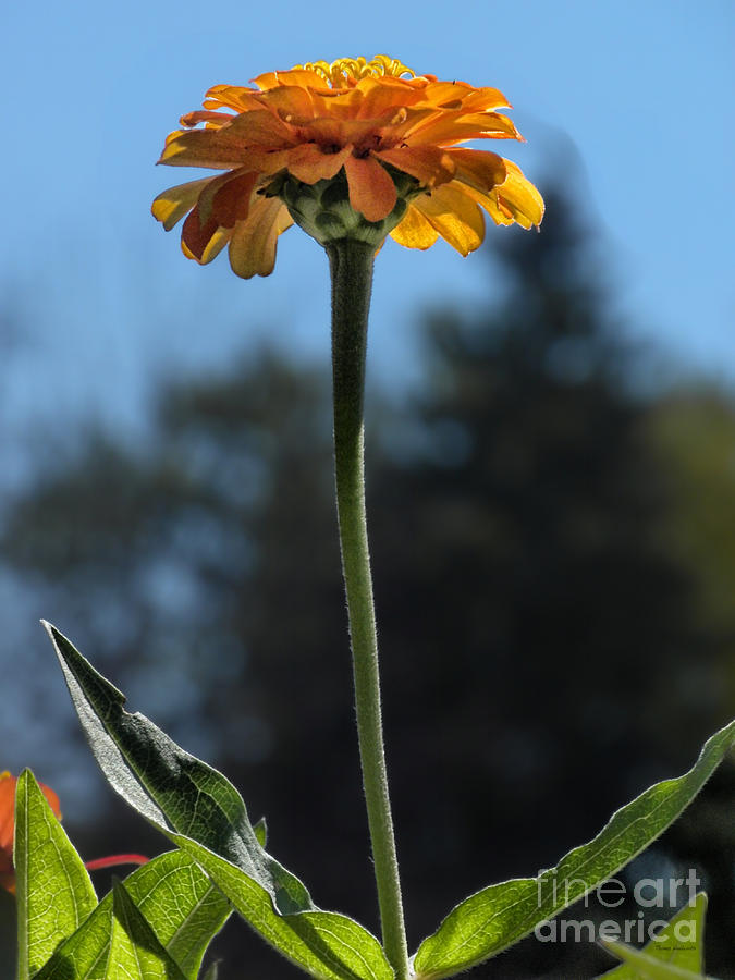 Flower Photograph - Lone Zinnia 03 by Thomas Woolworth