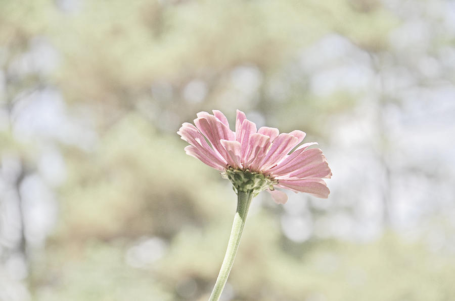 Lone Zinnia Photograph by Jeanne May