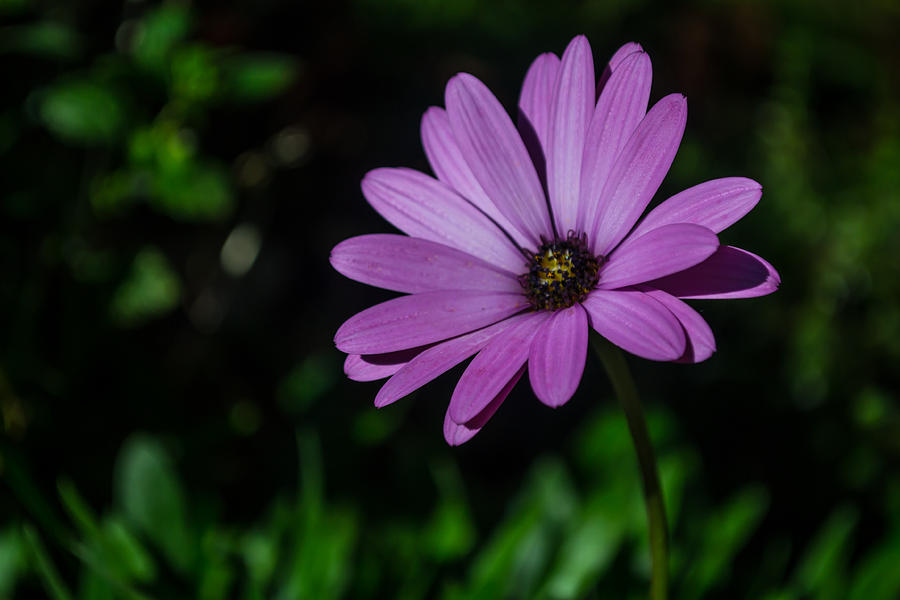 Lonely African Daisy Photograph by Scott Lyons