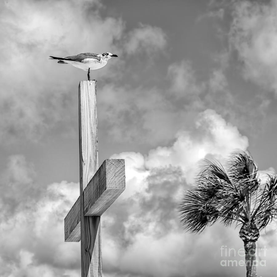Seagull Photograph - Lonely at the Top by Lynn Palmer
