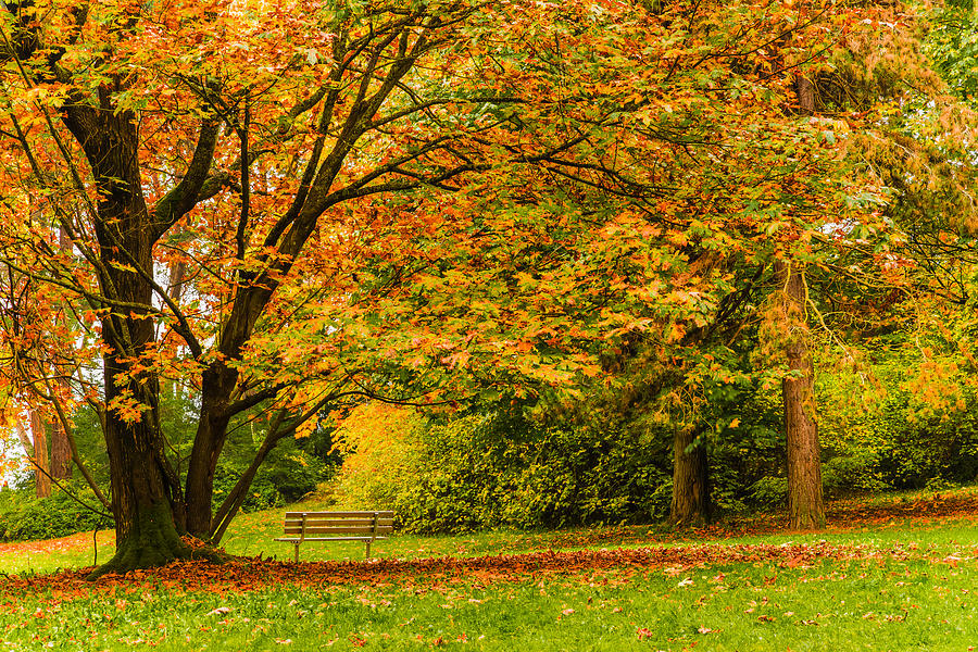Lonely Autumn Bench Photograph by Chris McKenna