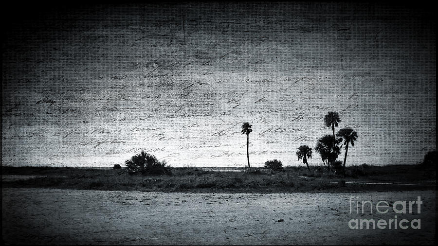 Lonely Beach Palms Photograph by Perry Webster