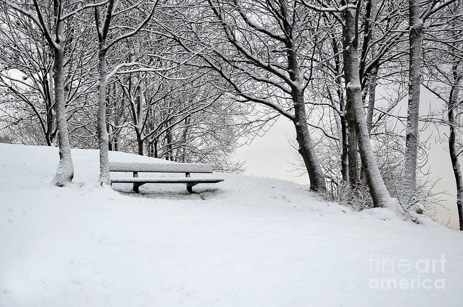 Lonely Bench Photograph by Randi Grace Nilsberg